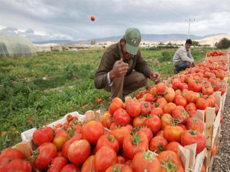 صناعة الشيوخ تثمن خطة الحكومة لرفع الصادرات الزراعية الطازجة لـ10 مليارات جنيه